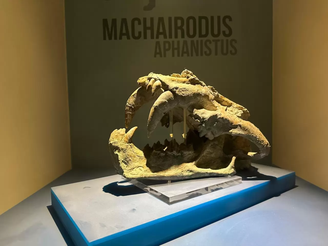 8 milyon yıl öncesine tanıklık eden müze 40 bin kişiyi ağırladı 8