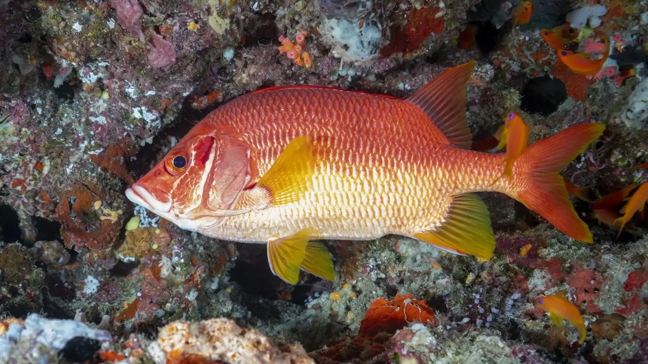 Mercan resifleri sıcaklıklar nedeniyle beyazlaşıyor! 6