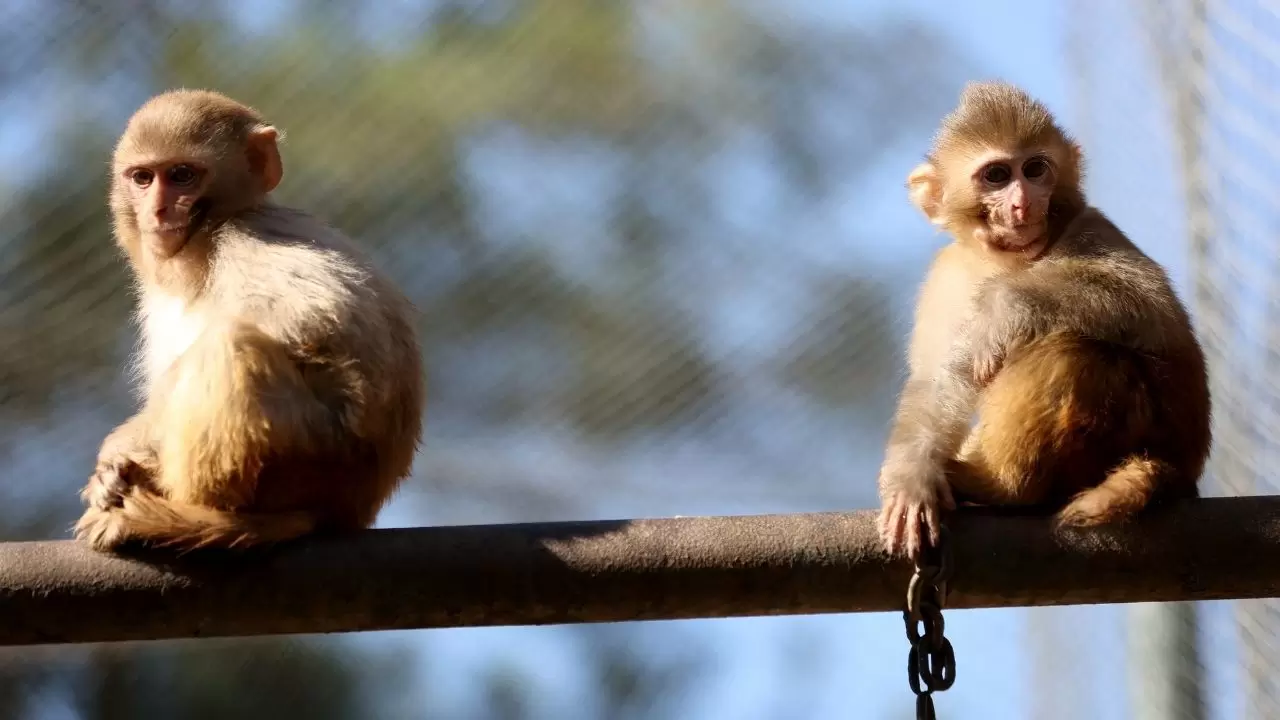 Yavru maymun "Portakal" koruma altında 10