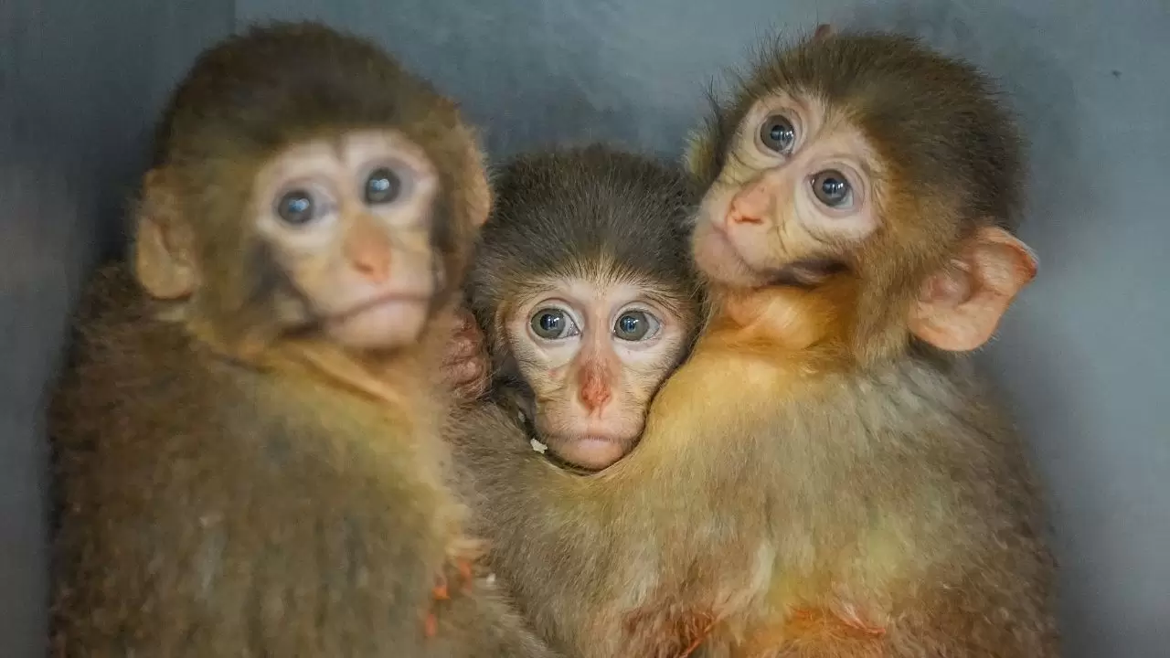 Yavru makaklar 7/24 koruma altında! 4