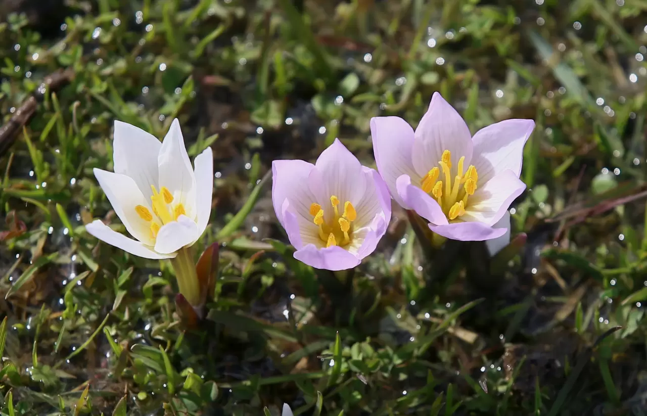 Muş Ovası’nda renk cümbüşü başladı! Baharın ilk müjdesi yüzünü gösterdi 2