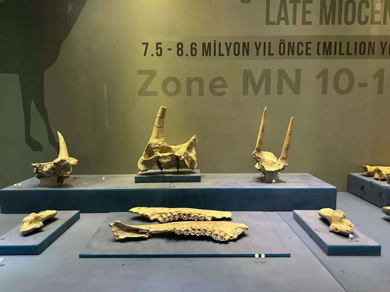 8 milyon yıl öncesine tanıklık eden müze 40 bin kişiyi ağırladı 7