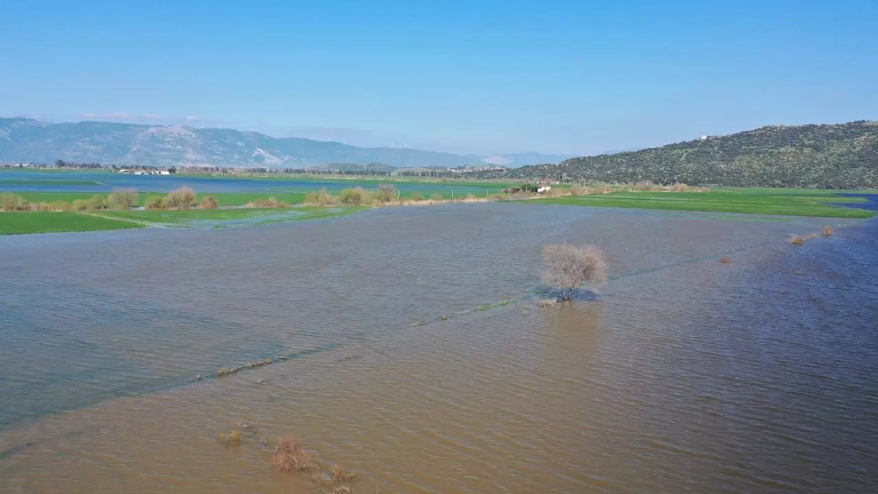 Buğday tarlasında balık avı! 4