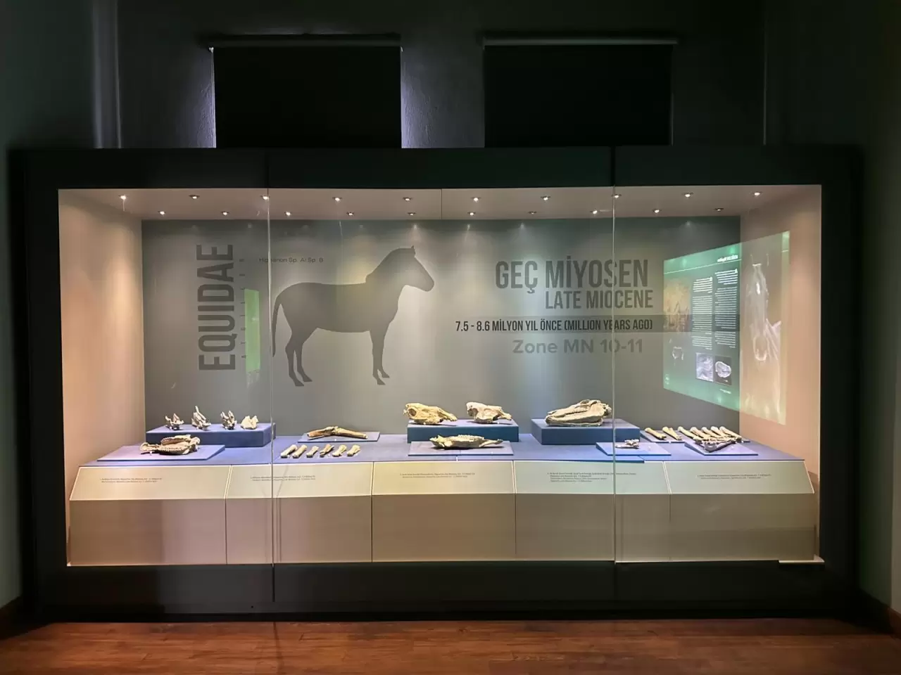 8 milyon yıl öncesine tanıklık eden müze 40 bin kişiyi ağırladı 6