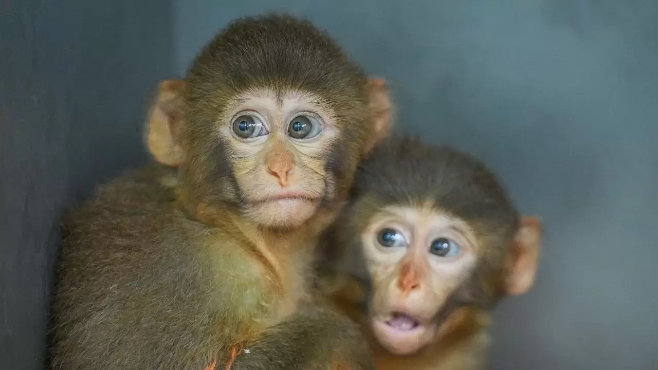 Yavru makaklar 7/24 koruma altında! 6