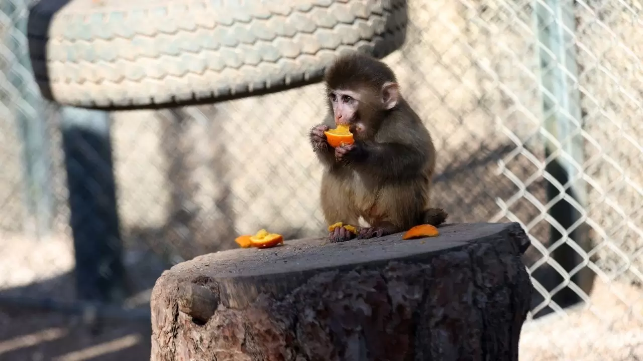 Yavru maymun "Portakal" koruma altında 6