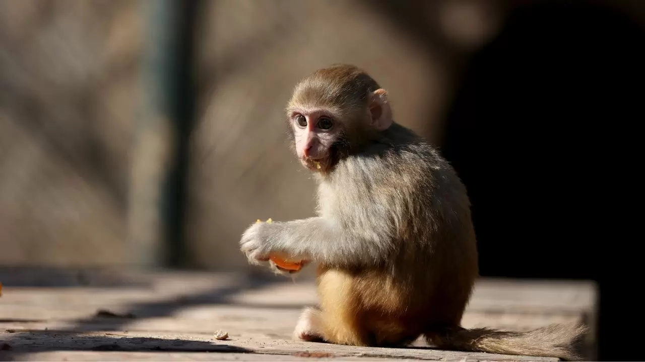 Yavru maymun "Portakal" koruma altında 14
