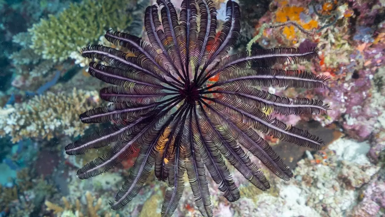 Mercan resifleri sıcaklıklar nedeniyle beyazlaşıyor! 10