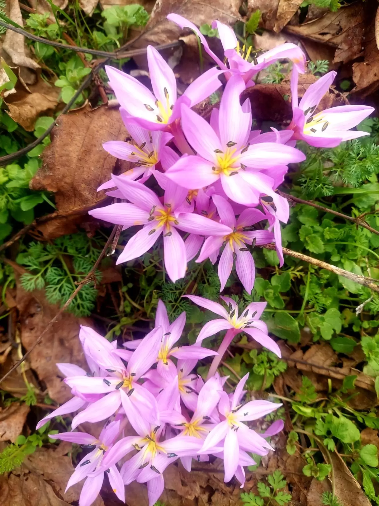 Elazığ'da renk cümbüşü! Çiğdemler erken açtı 2