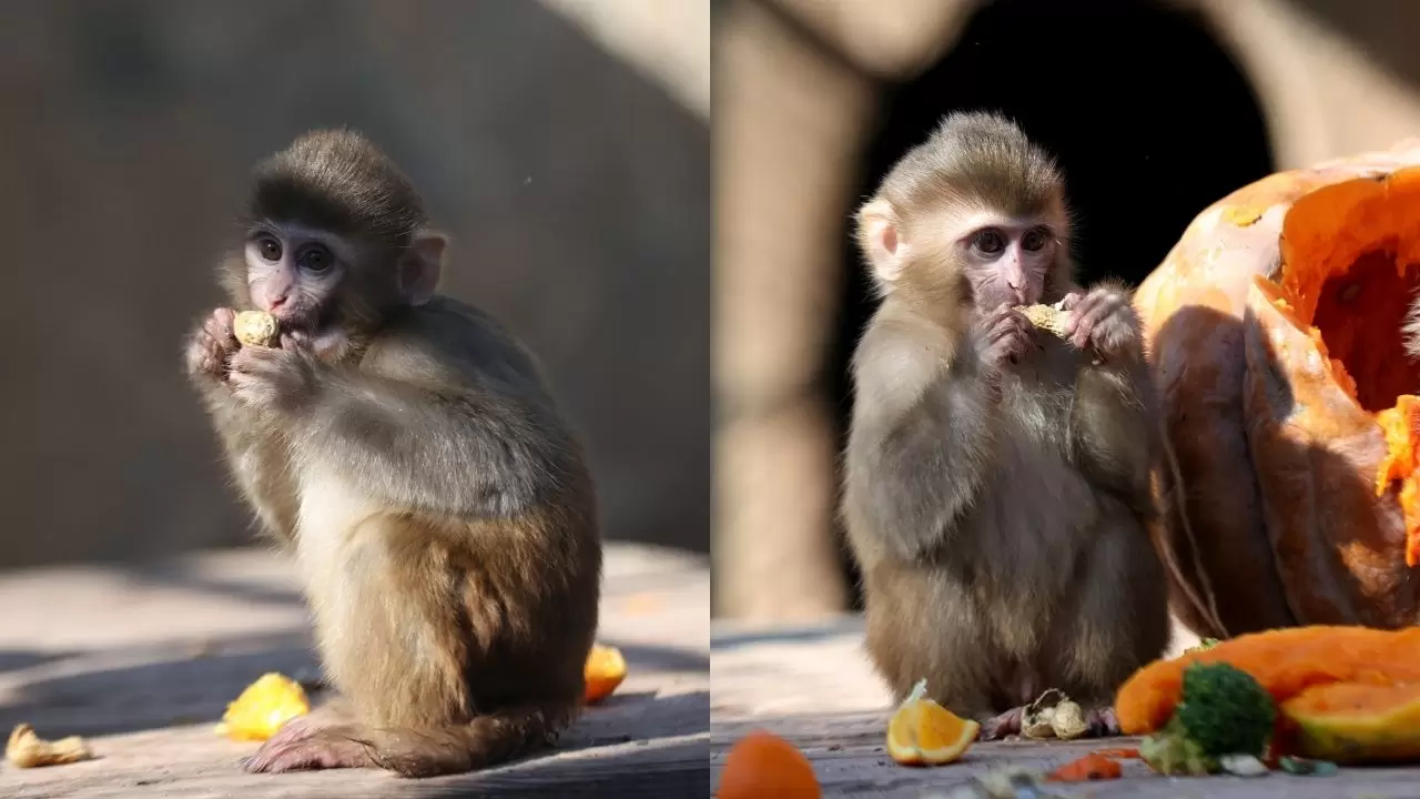 Yavru maymun "Portakal" koruma altında 1