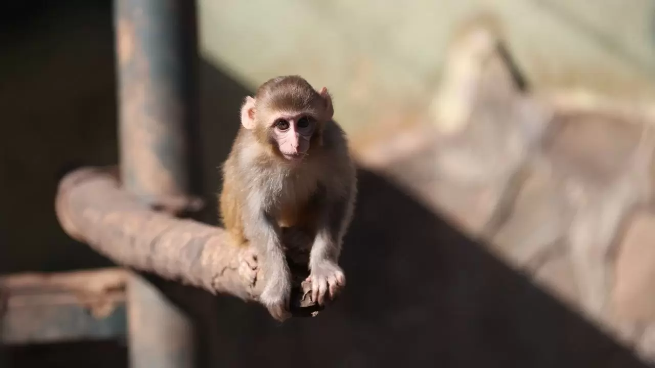 Yavru maymun "Portakal" koruma altında 2