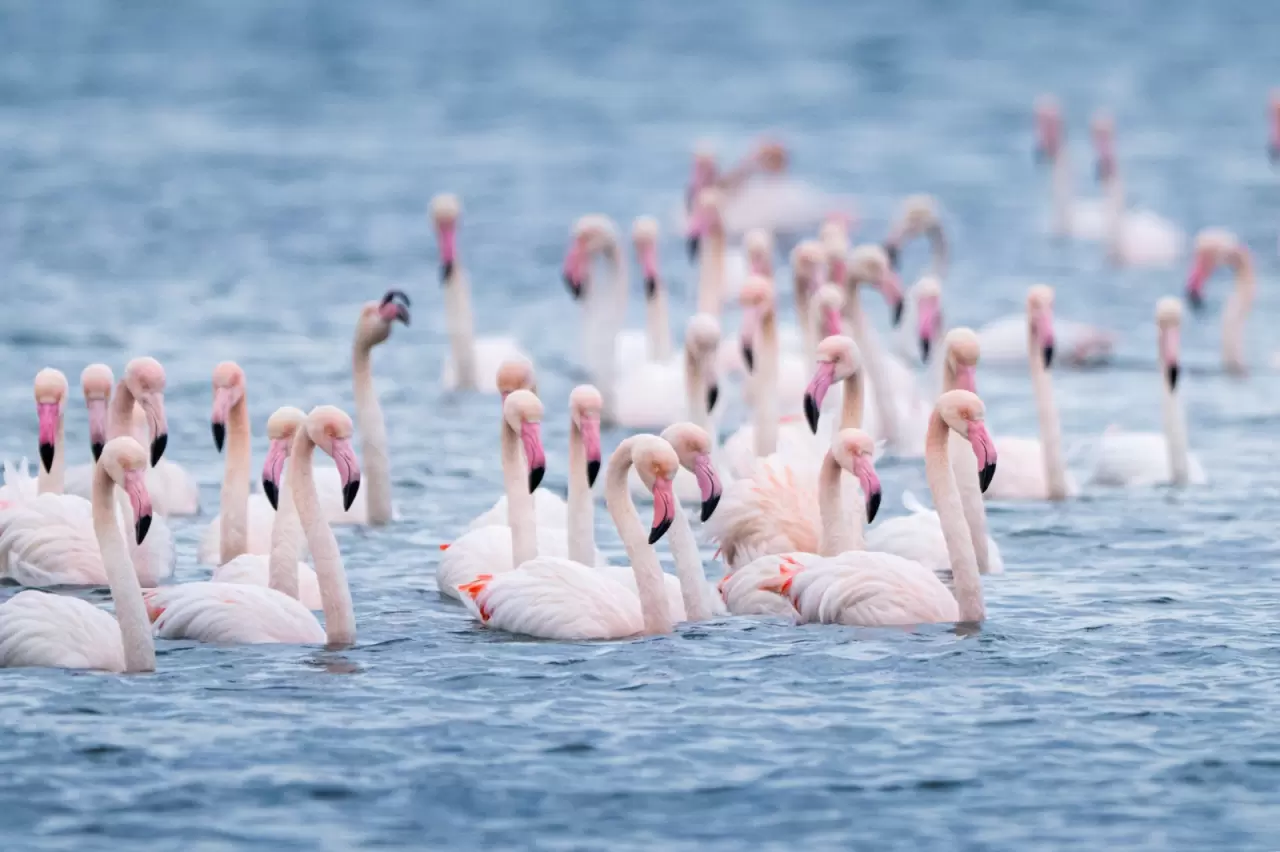 Kocaeli Körfezi'nde renkli anlar! Flamingolar görüntülendi 5