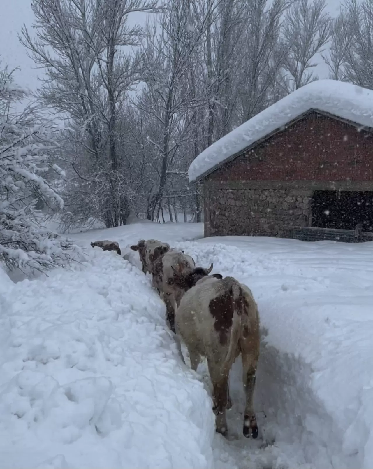 Tunceli'de kar kalınlığı 1,5 metreyi geçti! İnekler gözden kayboldu 1