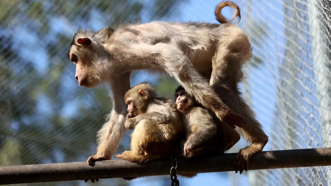 Yavru maymun "Portakal" koruma altında 13
