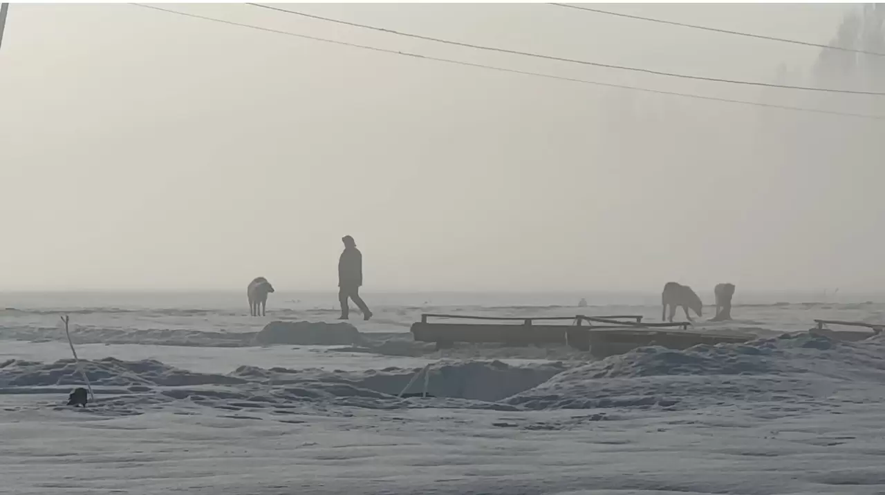 Ekipler ahır ahır gezip aşılama yapıyor! 5