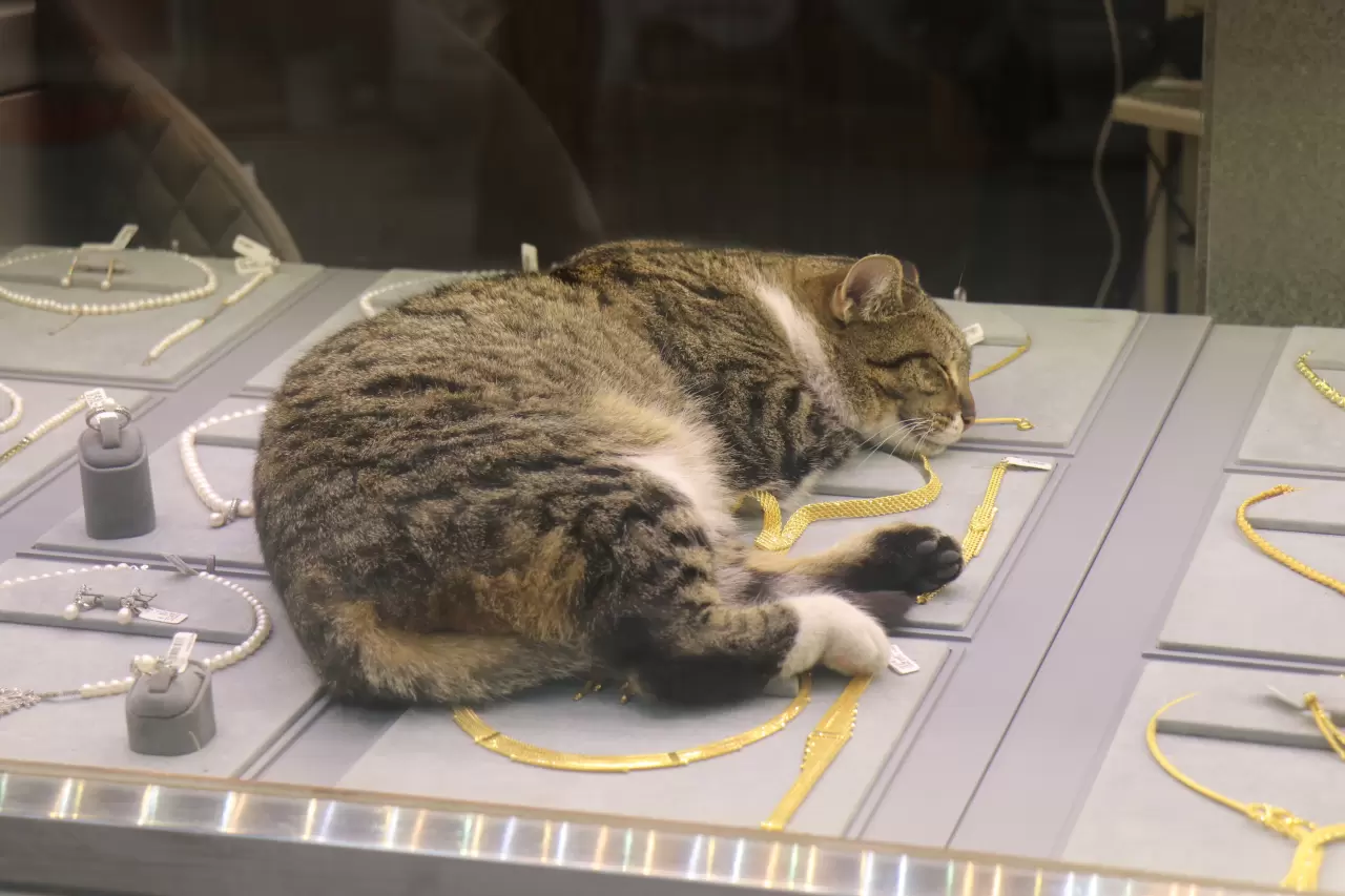 Sakaryalı kuyumcunun vefalı mesai arkadaşı 3