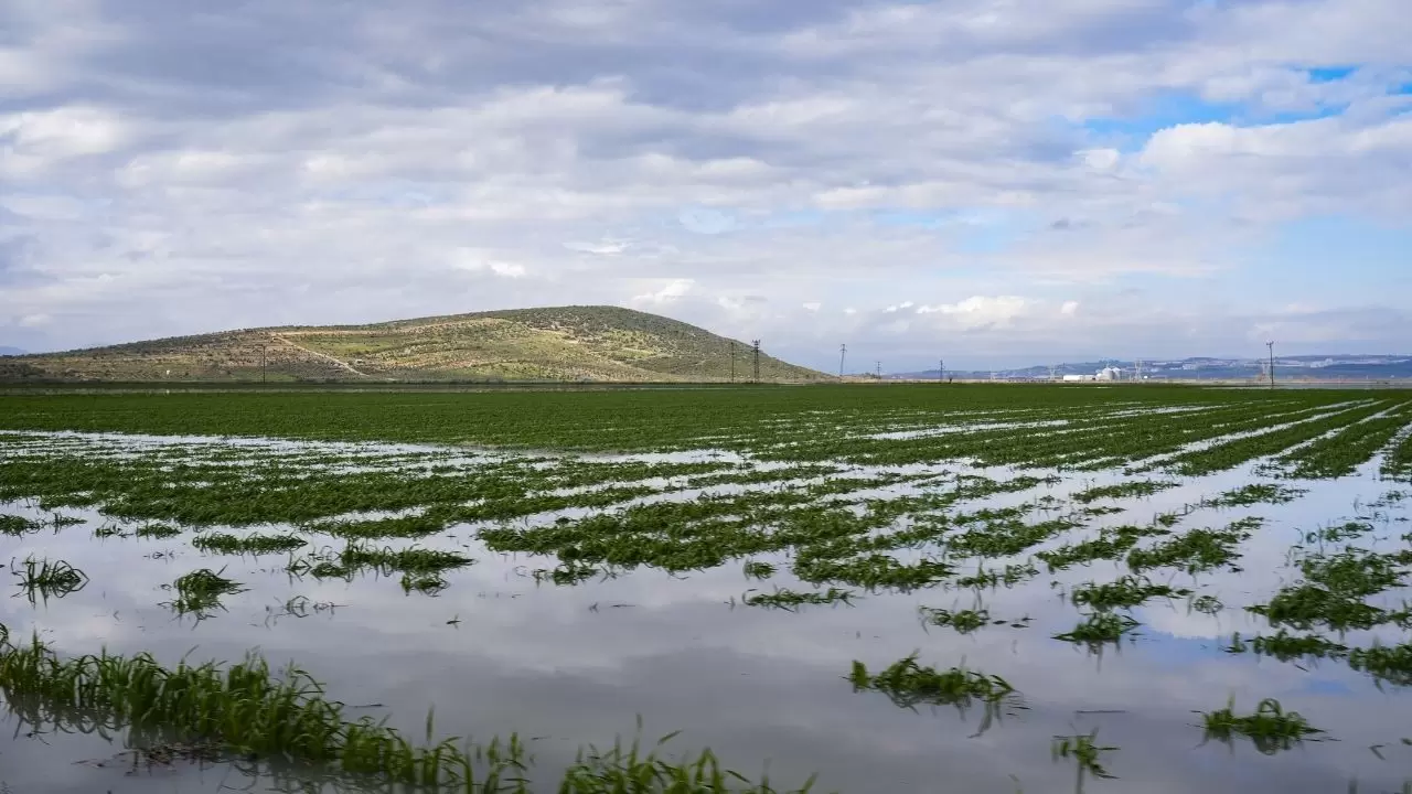 Tarlalar sular altında kaldı, çiftçi bayram etti! 7