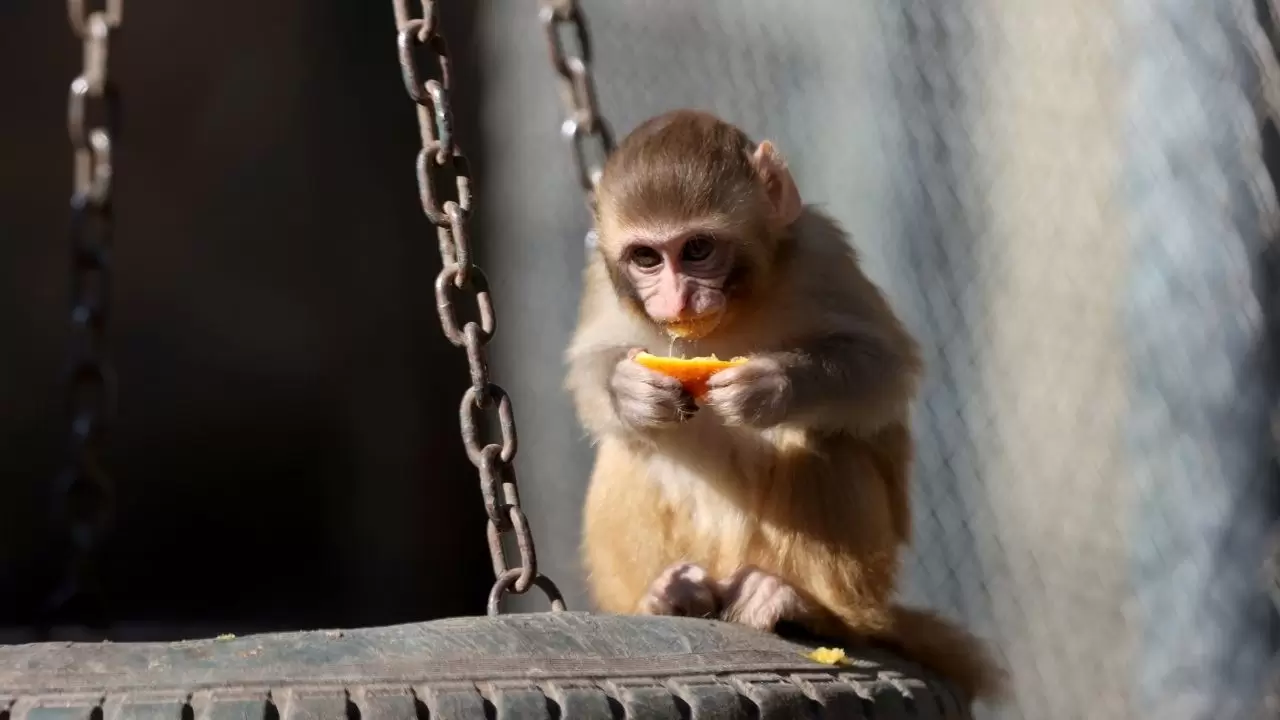 Yavru maymun "Portakal" koruma altında 12