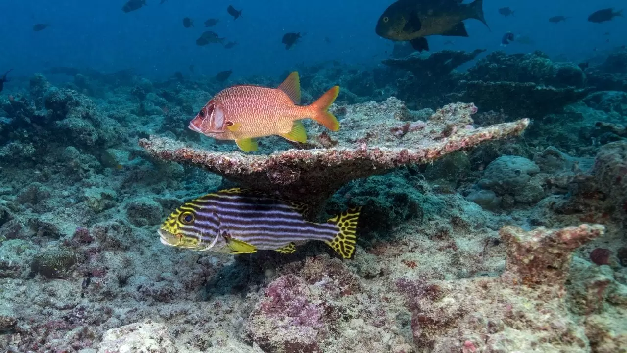 Mercan resifleri sıcaklıklar nedeniyle beyazlaşıyor! 13