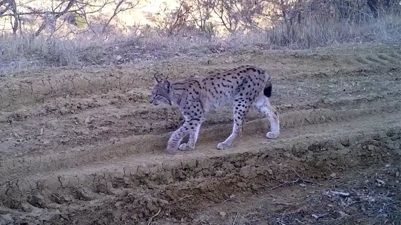 Kırıkkale'deki fotokapanlar, nesli tehlikede olan vaşağı görüntüledi 1