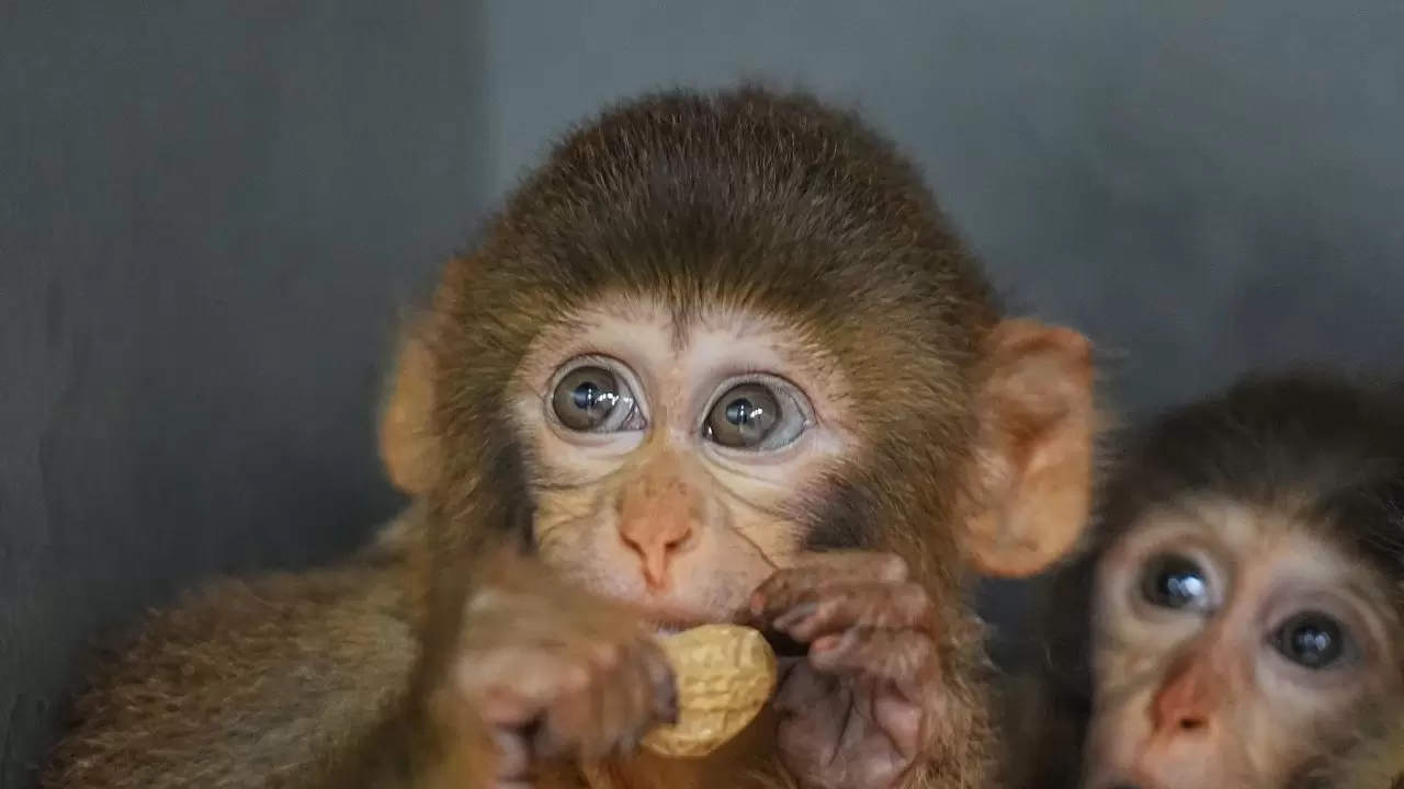 Yavru makaklar 7/24 koruma altında! 1