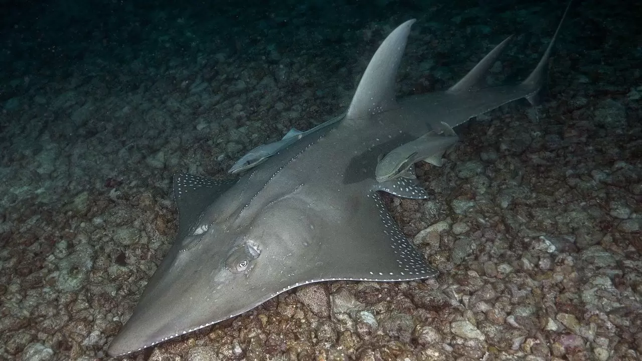 Mercan resifleri sıcaklıklar nedeniyle beyazlaşıyor! 12