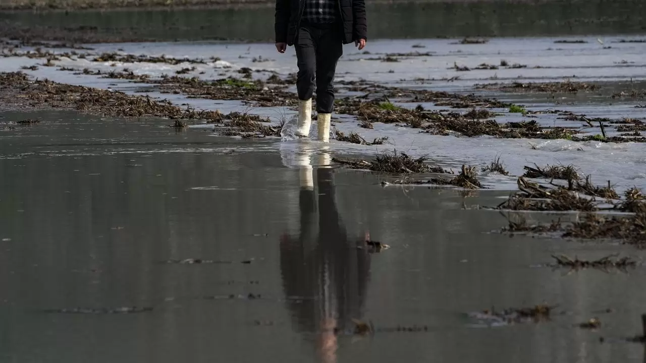 Tarlalar sular altında kaldı, çiftçi bayram etti! 1