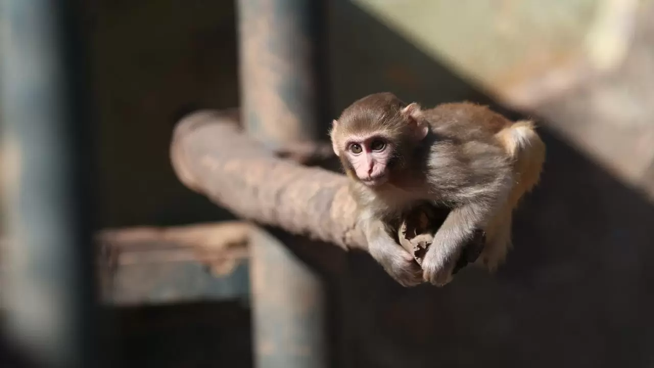 Yavru maymun "Portakal" koruma altında 3