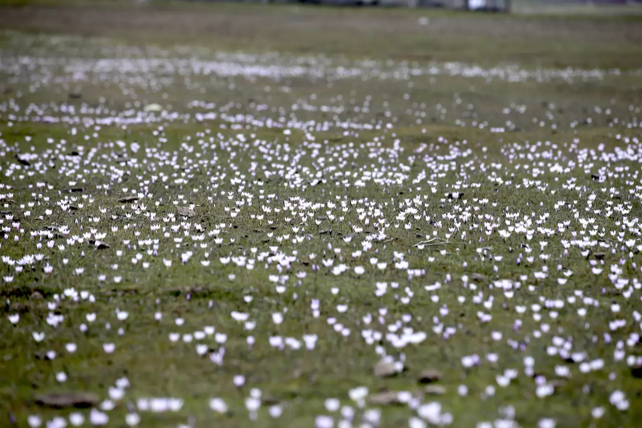 Muş Ovası’nda renk cümbüşü başladı! Baharın ilk müjdesi yüzünü gösterdi 5