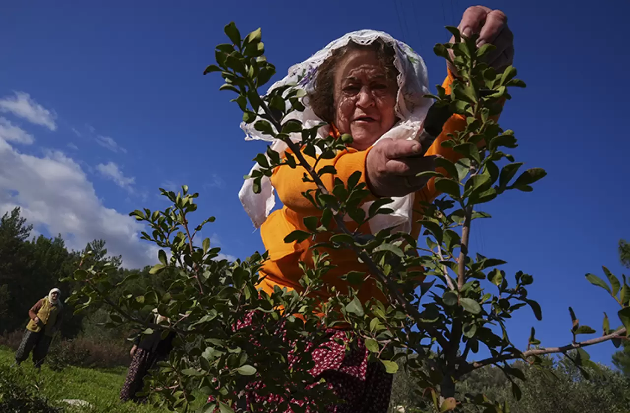 Birlik oldular, yeniden diktiler! İzmirli kadınlar kaybolan mirası yeniden yeşerttiler 2