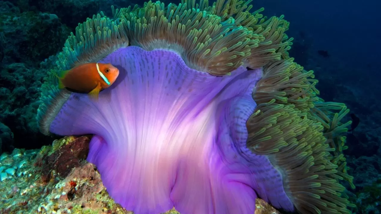 Mercan resifleri sıcaklıklar nedeniyle beyazlaşıyor! 3