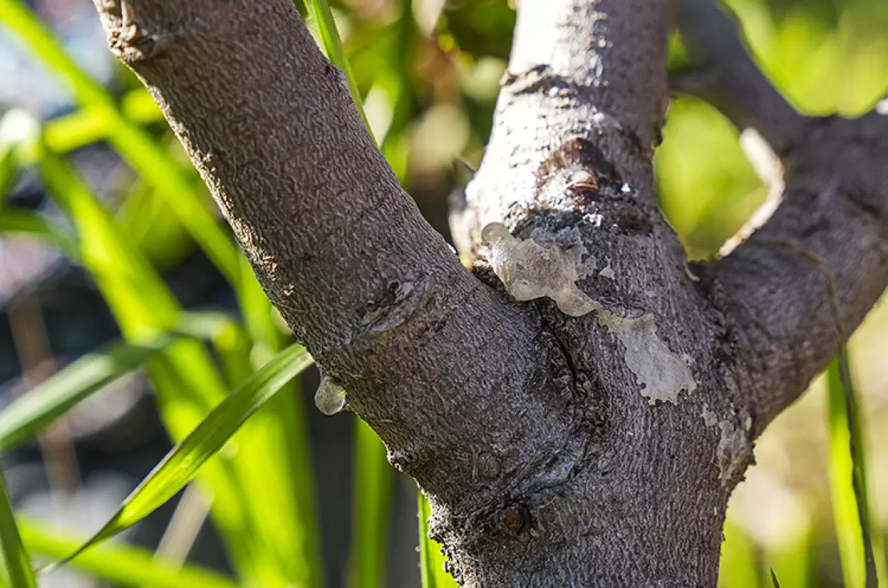 Birlik oldular, yeniden diktiler! İzmirli kadınlar kaybolan mirası yeniden yeşerttiler 4