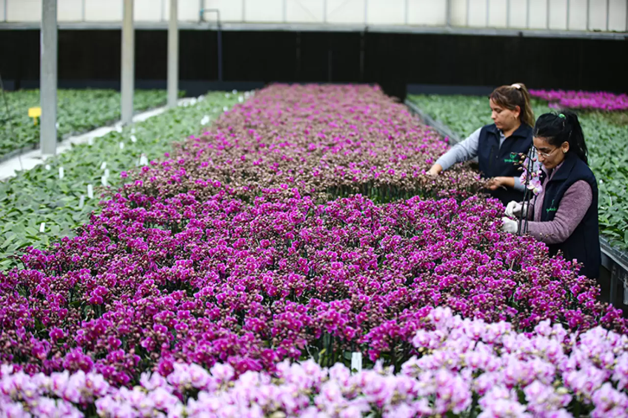 Çukurova'da Sevgililer Günü mesaisi! Seralarda yoğunluk zirve yaptı 6