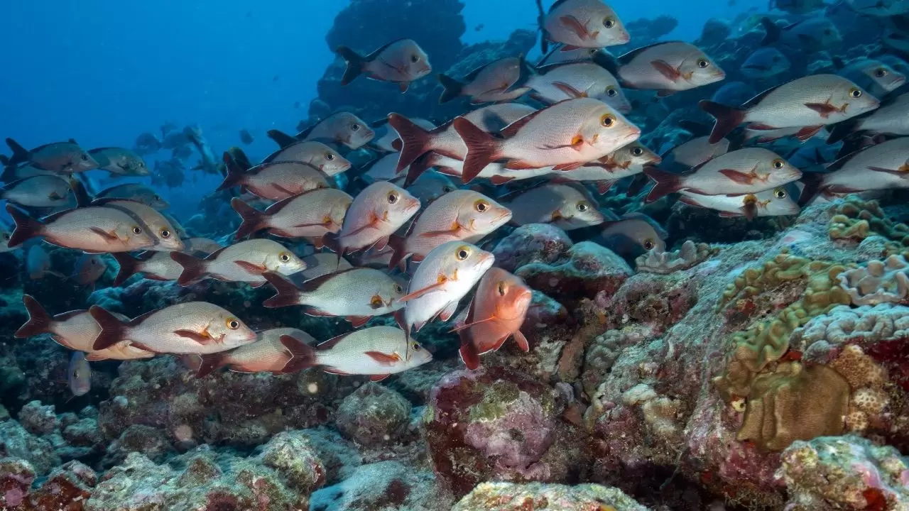 Mercan resifleri sıcaklıklar nedeniyle beyazlaşıyor! 4