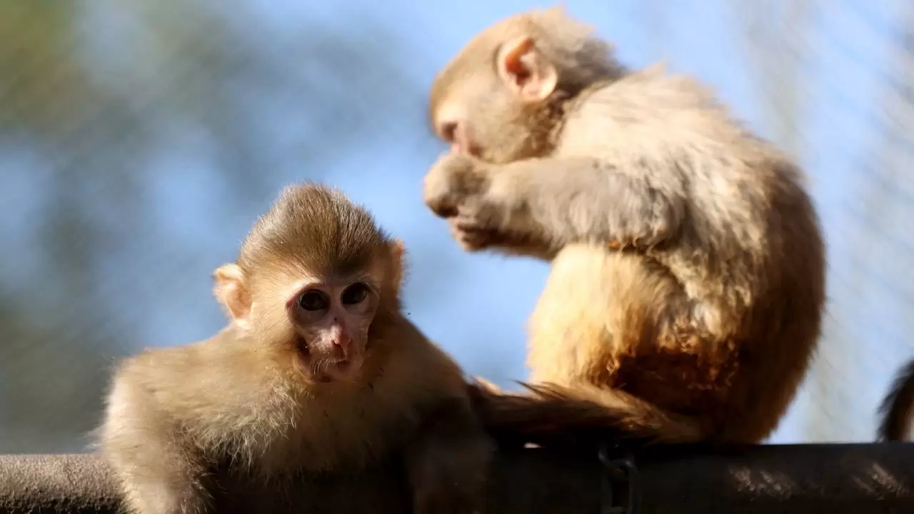 Yavru maymun "Portakal" koruma altında 9