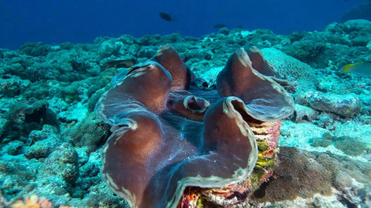 Mercan resifleri sıcaklıklar nedeniyle beyazlaşıyor! 15