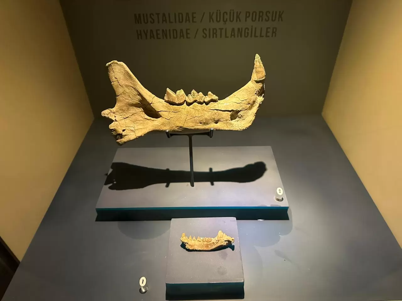 8 milyon yıl öncesine tanıklık eden müze 40 bin kişiyi ağırladı 1