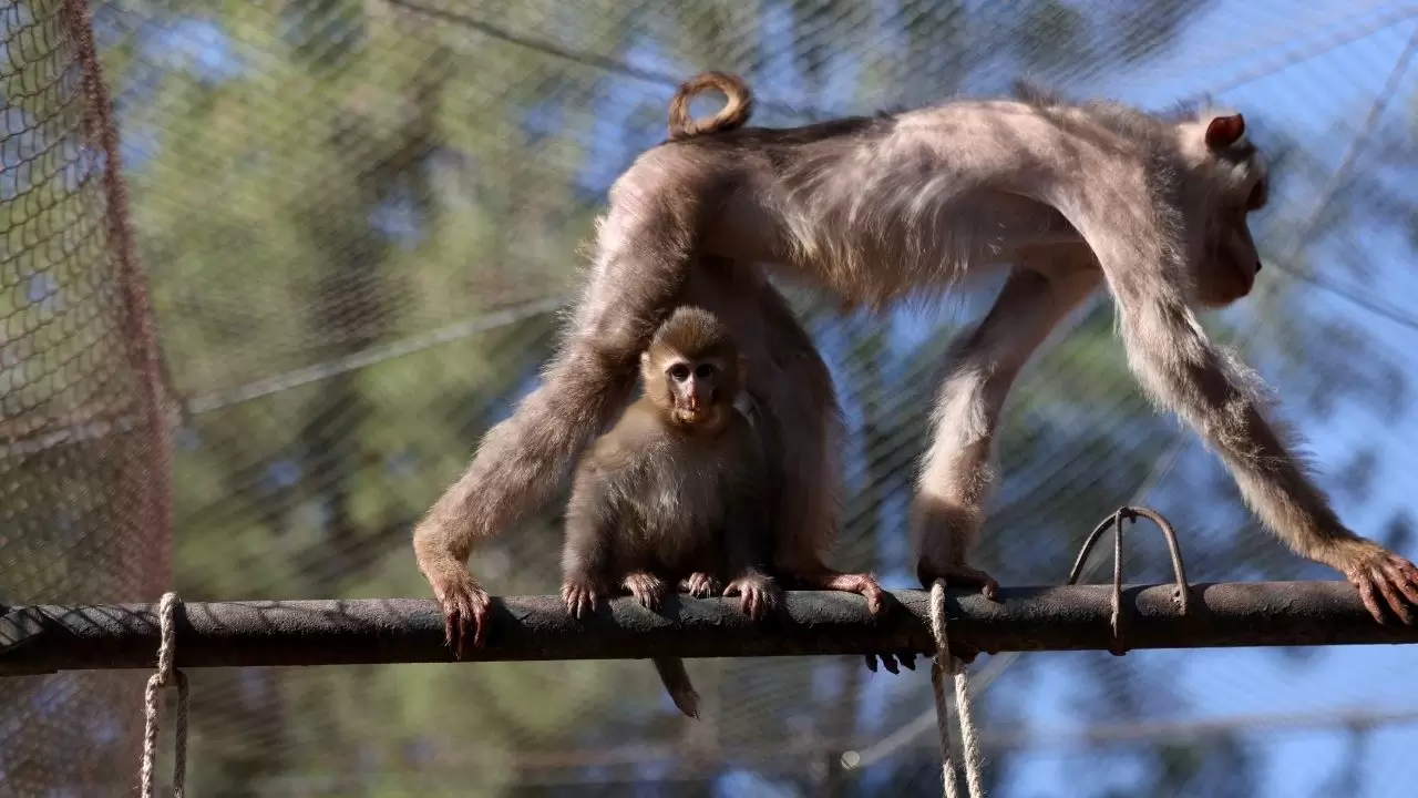 Yavru maymun "Portakal" koruma altında 5