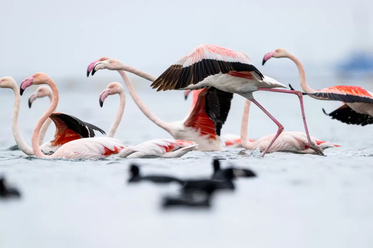 Kocaeli Körfezi'nde renkli anlar! Flamingolar görüntülendi 4