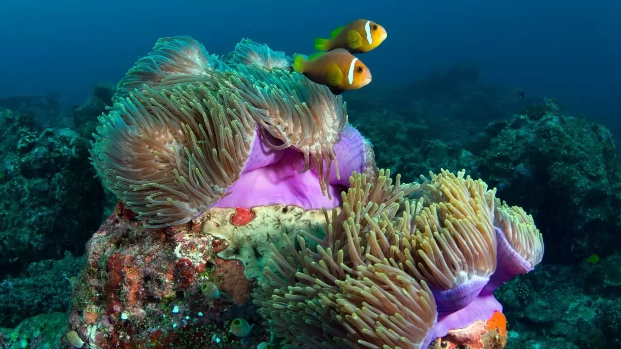 Mercan resifleri sıcaklıklar nedeniyle beyazlaşıyor! 1