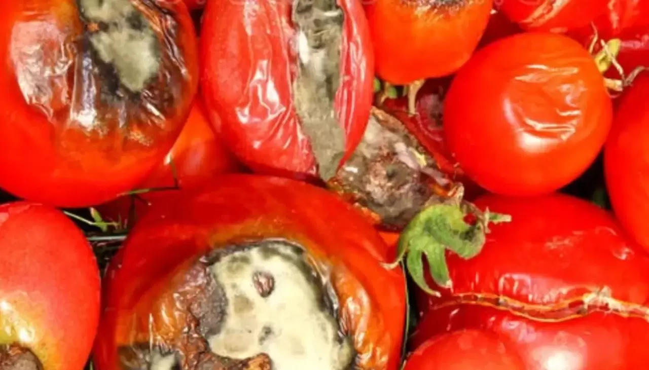 Domatesin çürümesini ve küflenmesini anında engelliyor: Haftalarca buzdolabında tazecik kalıyor 1