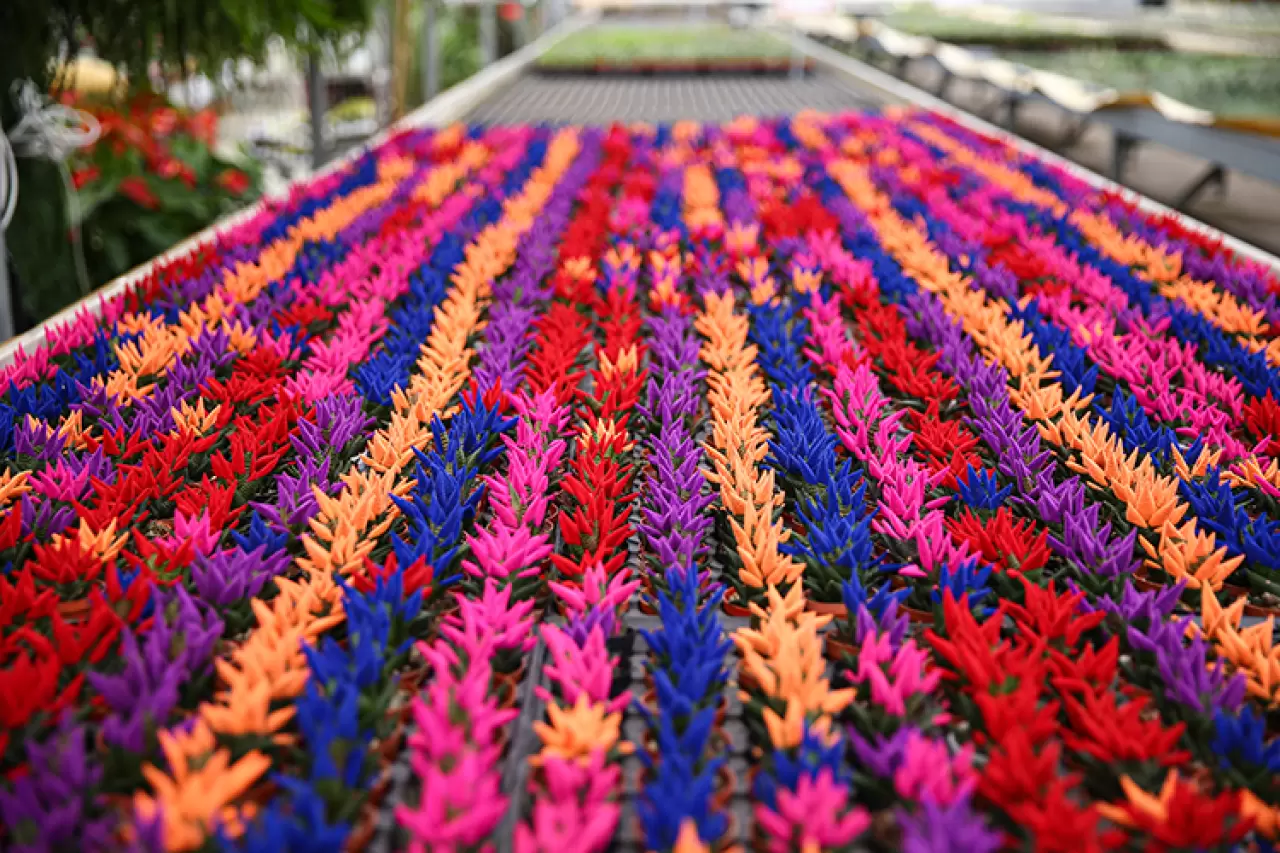 Çukurova'da Sevgililer Günü mesaisi! Seralarda yoğunluk zirve yaptı 4