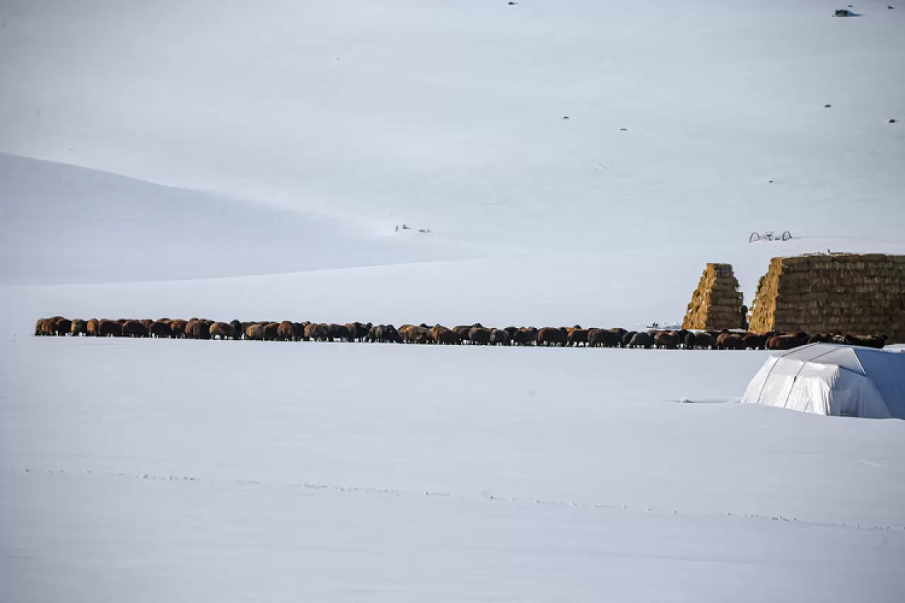 3 metre kar, dondurucu soğuk... Erzurum'da kar besiciler yaşam mücadelesi veriyor 2
