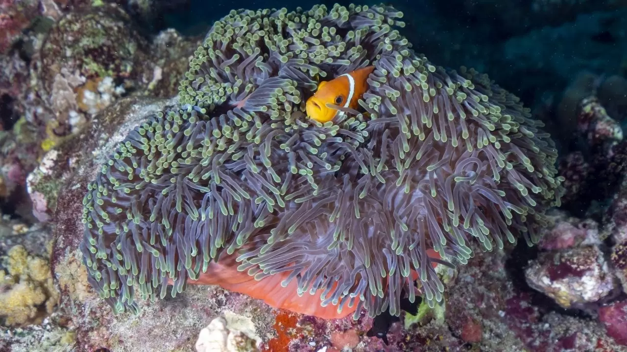 Mercan resifleri sıcaklıklar nedeniyle beyazlaşıyor! 7