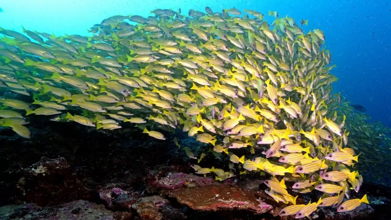 Mercan resifleri sıcaklıklar nedeniyle beyazlaşıyor! 16