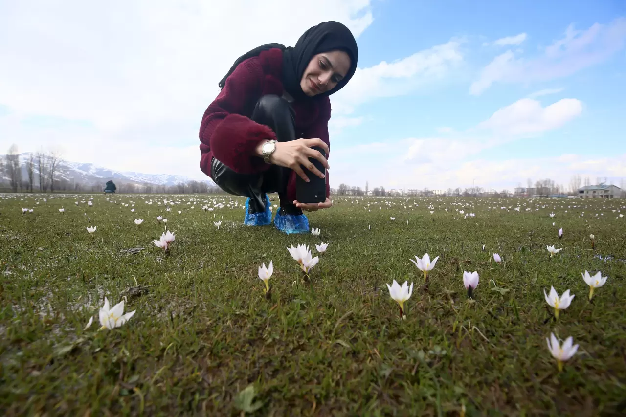 Muş Ovası’nda renk cümbüşü başladı! Baharın ilk müjdesi yüzünü gösterdi 3