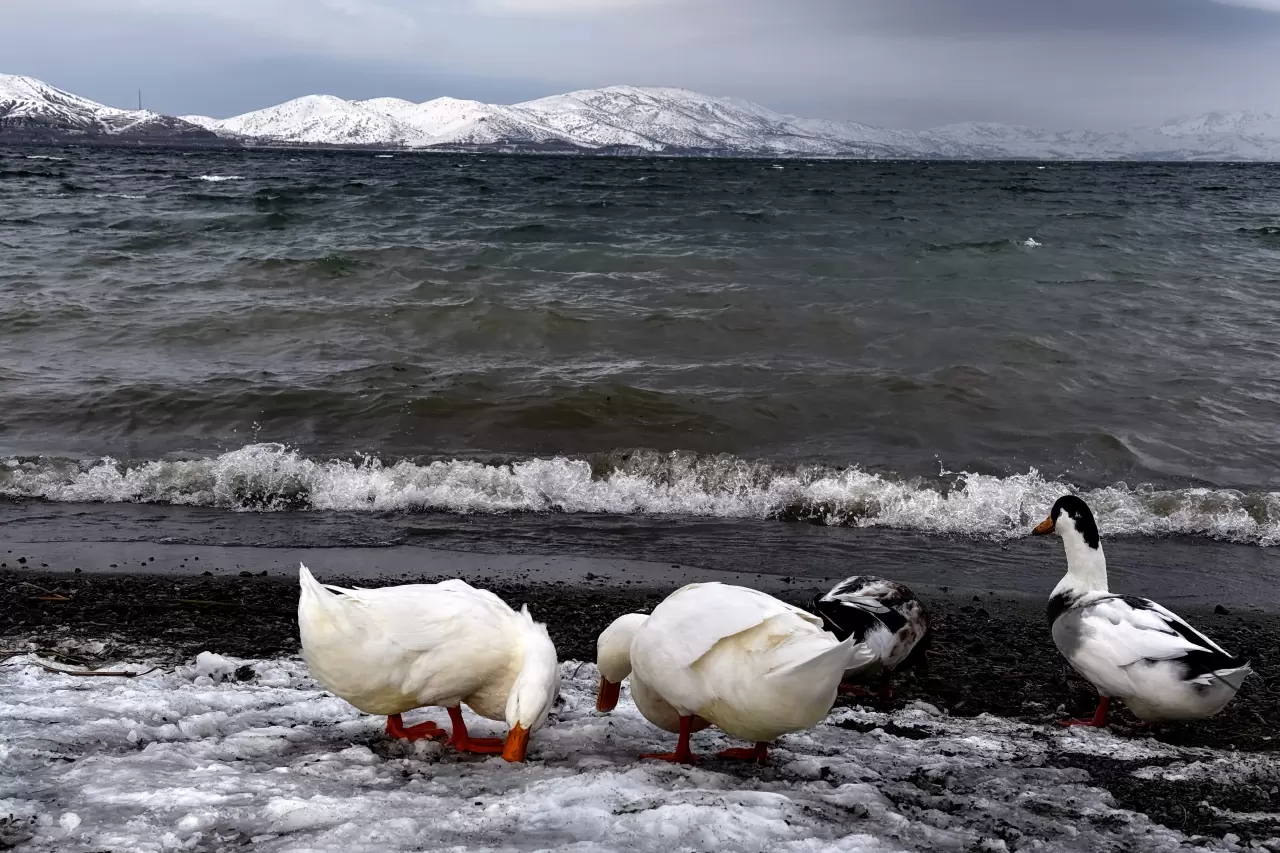 Hazar Gölü'nde kış masalı: Sivrice'de karla kaplı manzaranın keyfini çıkarın 1