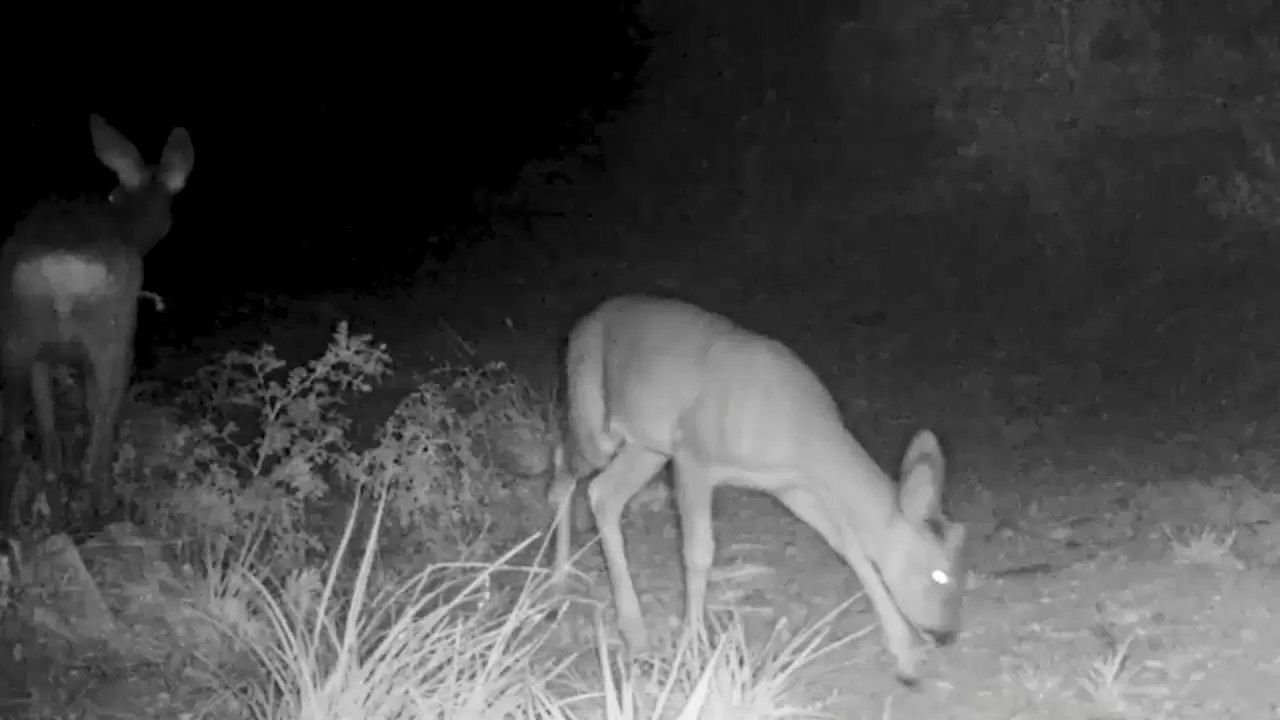 Kırıkkale'deki fotokapanlar, nesli tehlikede olan vaşağı görüntüledi 2