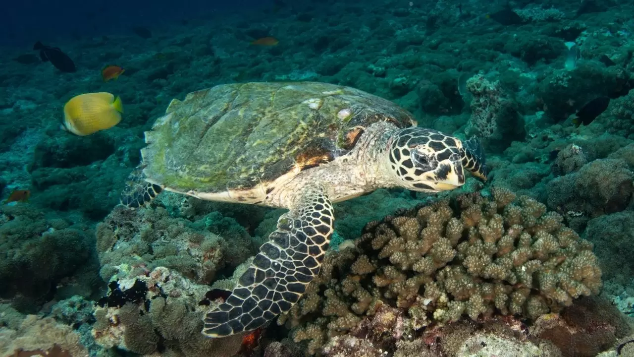 Mercan resifleri sıcaklıklar nedeniyle beyazlaşıyor! 14
