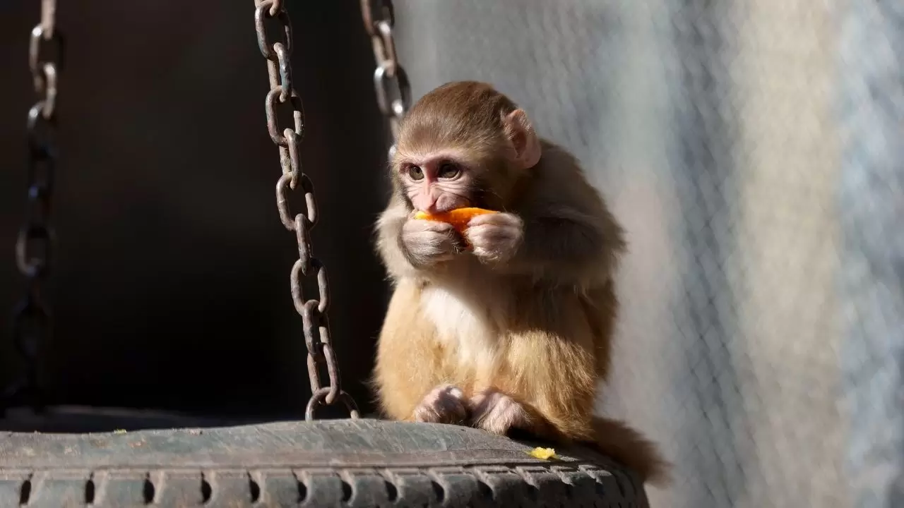 Yavru maymun "Portakal" koruma altında 11